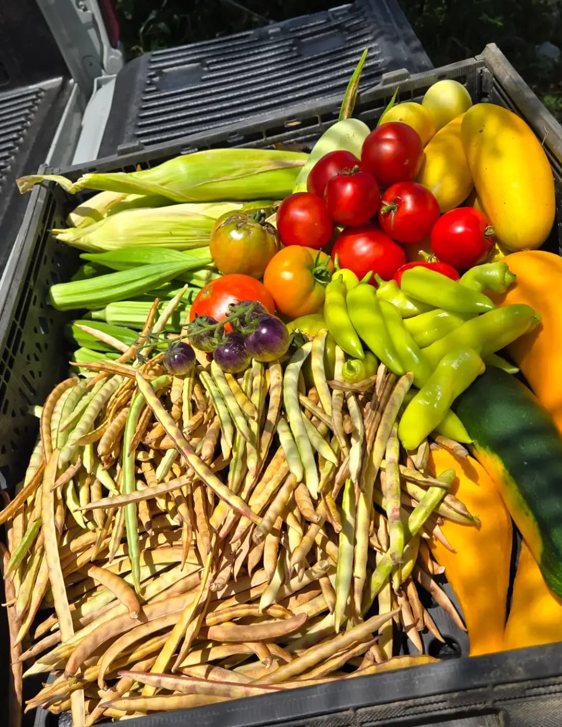 Chefharrell image